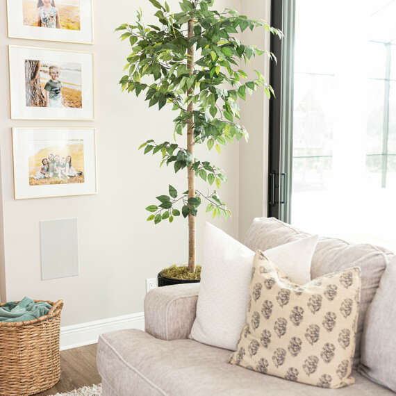 plant next to white cushion and white wall next to large window