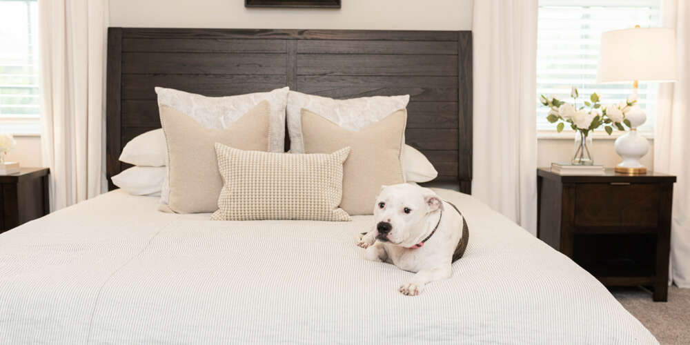 Light wall bedroom-double size bed with dark wood backboard-light cushions-white dog-dark nightstand tables